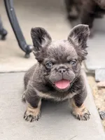 Decimus, a male French Bulldog for sale in Saint Clair, MO – 5 of 6