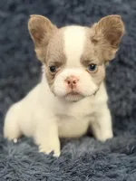 Stallone, a male French Bulldog for sale in Saint Clair, MO – 2 of 6