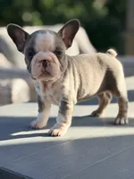 Basil, a female French Bulldog for sale in Saint Clair, MO – 6 of 7