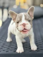 Sparkle, a female French Bulldog for sale in Saint Clair, MO – 4 of 9