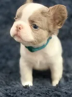Stallone, a male French Bulldog for sale in Saint Clair, MO – 4 of 6