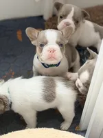 Sylvester , a male French Bulldog for sale in Saint Clair, MO – 6 of 6