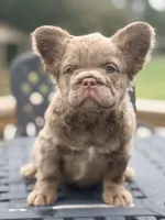 Shadow, a male French Bulldog for sale in Saint Clair, MO – 3 of 7