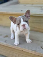 Sparkle, a female French Bulldog for sale in Saint Clair, MO – 9 of 9