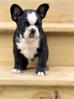 Tater, a male French Bulldog for sale in Saint Clair, MO – 4 of 6