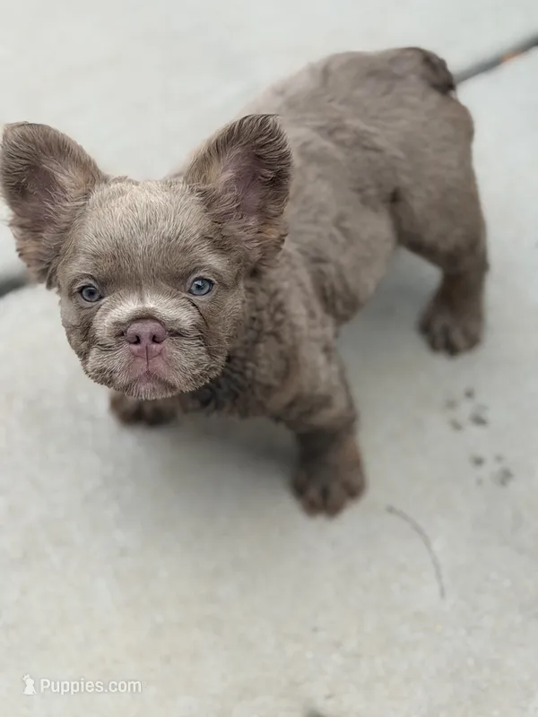 Shadow – French Bulldog puppy for sale in Saint Clair, MO