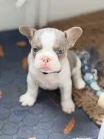 Sylvester , a male French Bulldog for sale in Saint Clair, MO – 2 of 6
