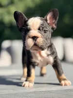 Pepper, a female French Bulldog for sale in Saint Clair, MO – 3 of 4