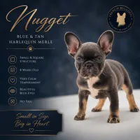 Nuget, a male French Bulldog for sale in Saint Clair, MO – 6 of 6