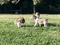 Sebrina, a female French Bulldog for sale in Saint Clair, MO – 6 of 6