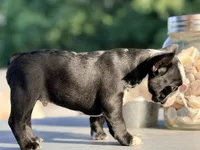 Tater, a male French Bulldog for sale in Saint Clair, MO – 3 of 6