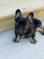 Meridius, a male French Bulldog for sale in Saint Clair, MO – 5 of 7