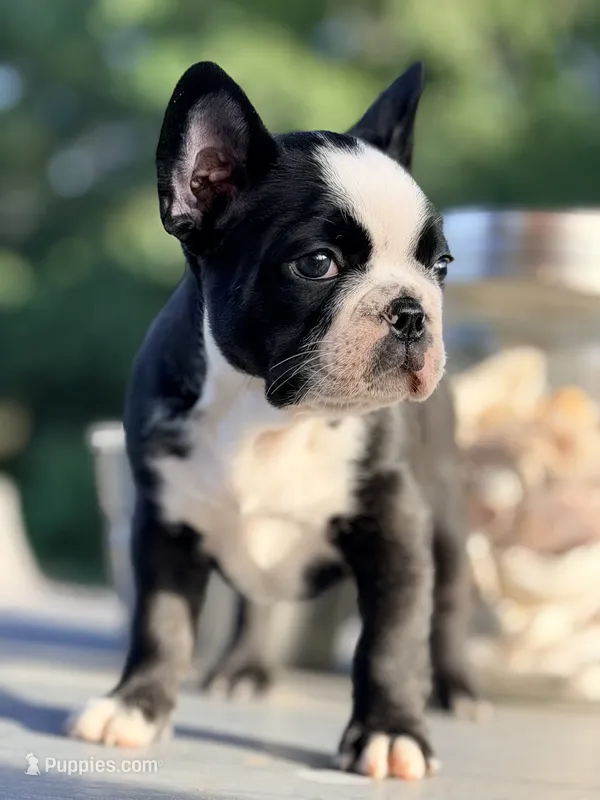 Tater – French Bulldog puppy for sale in Saint Clair, MO