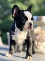 Tater, a male French Bulldog for sale in Saint Clair, MO – 1 of 6