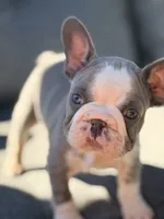 Basil, a female French Bulldog for sale in Saint Clair, MO – 2 of 7