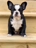 Tater, a male French Bulldog for sale in Saint Clair, MO – 6 of 6