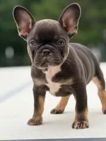 Nuget, a male French Bulldog for sale in Saint Clair, MO – 3 of 6