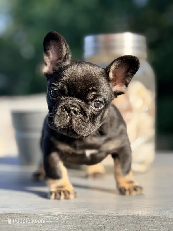 Meridius – French Bulldog puppy for sale in Saint Clair, MO