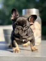 Meridius, a male French Bulldog for sale in Saint Clair, MO – 1 of 4