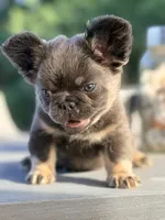 Decimus, a male French Bulldog for sale in Saint Clair, MO – 3 of 6
