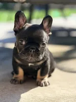 Meridius, a male French Bulldog for sale in Saint Clair, MO – 2 of 4