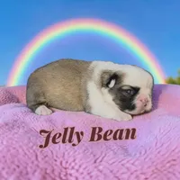 Jellybean , a female French Bulldog for sale in Saint Clair, MO – Photo 4 of 5