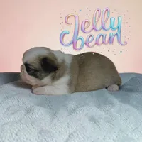 Jellybean , a female French Bulldog for sale in Saint Clair, MO – Photo 2 of 5