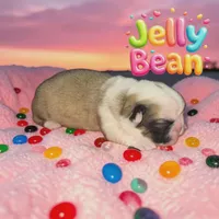 Jellybean , a female French Bulldog for sale in Saint Clair, MO – Photo 5 of 5