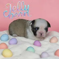 Jellybean , a female French Bulldog for sale in Saint Clair, MO – Photo 3 of 5