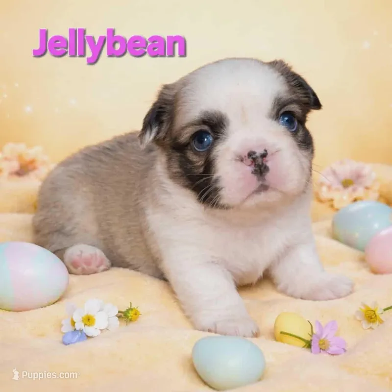 Jellybean  – French Bulldog puppy for sale in Saint Clair, MO