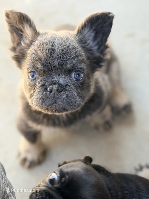 Decimus – French Bulldog puppy for sale in Saint Clair, MO