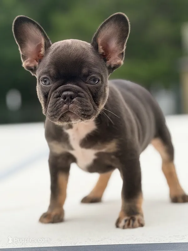 Nuget – French Bulldog puppy for sale in Saint Clair, MO