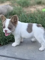 Stallone, a male French Bulldog for sale in Saint Clair, MO – 4 of 10