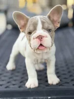 Sparkle, a female French Bulldog for sale in Saint Clair, MO – 8 of 9