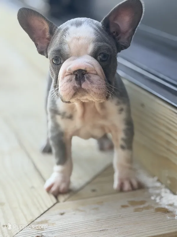 Basil – French Bulldog puppy for sale in Saint Clair, MO