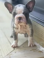 Basil, a female French Bulldog for sale in Saint Clair, MO – 1 of 7