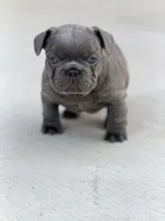 Hal, a male French Bulldog for sale in Saint Clair, MO – Photo 6 of 8