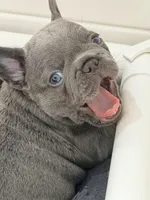 Hal, a male French Bulldog for sale in Saint Clair, MO – Photo 4 of 8