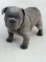 Hal, a male French Bulldog for sale in Saint Clair, MO – Photo 2 of 8