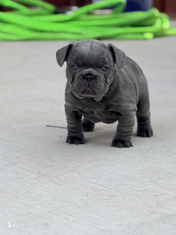 Hal – French Bulldog puppy for sale in Saint Clair, MO