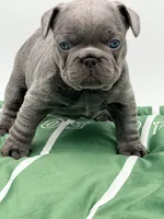 Hal, a male French Bulldog for sale in Saint Clair, MO – Photo 5 of 8