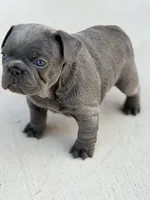 Hal, a male French Bulldog for sale in Saint Clair, MO – Photo 3 of 8