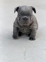 Hal, a male French Bulldog for sale in Saint Clair, MO – Photo 7 of 8