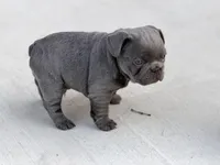 Hal, a male French Bulldog for sale in Saint Clair, MO – Photo 8 of 8