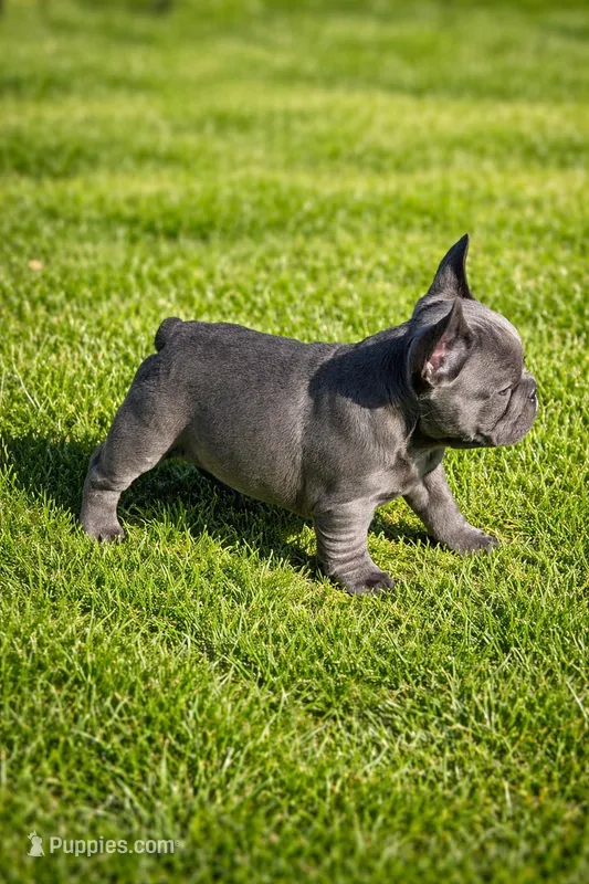 Hal – French Bulldog puppy for sale in Saint Clair, MO