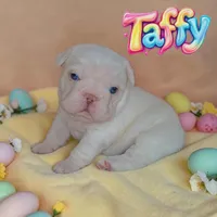 Taffy, a female French Bulldog for sale in Saint Clair, MO – Photo 2 of 5