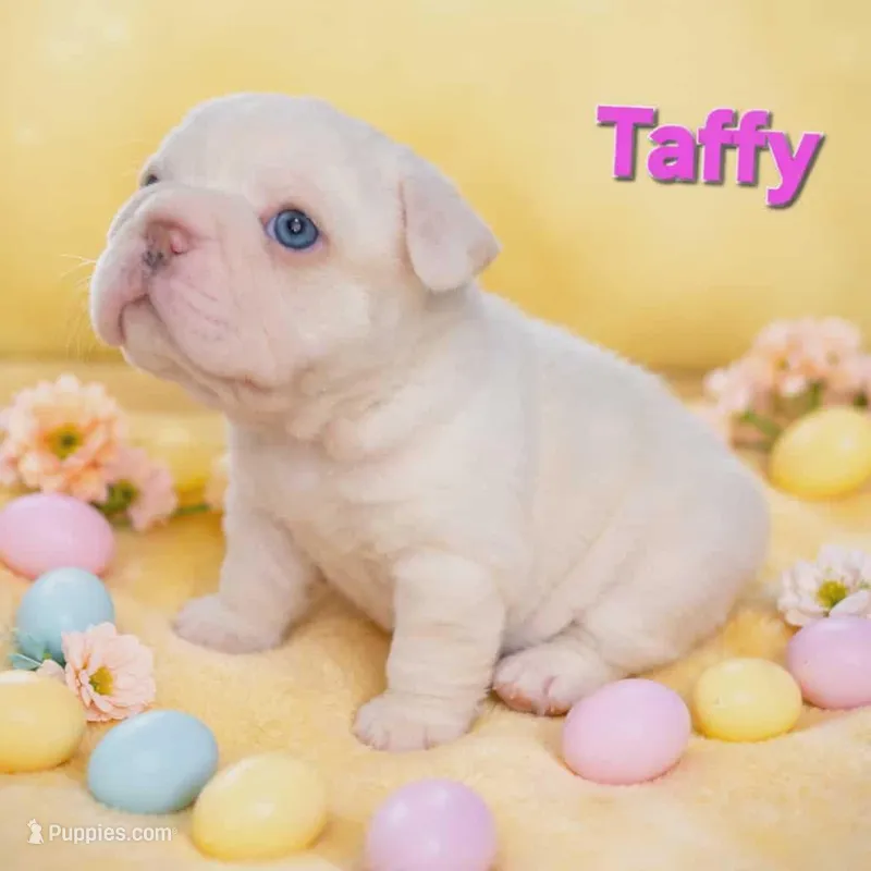 Taffy – French Bulldog puppy for sale in Saint Clair, MO