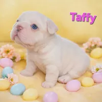 Taffy, a female French Bulldog for sale in Saint Clair, MO – Photo 1 of 5