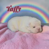 Taffy, a female French Bulldog for sale in Saint Clair, MO – Photo 4 of 5