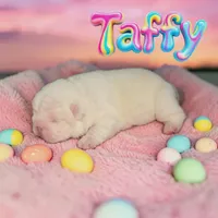 Taffy, a female French Bulldog for sale in Saint Clair, MO – Photo 5 of 5